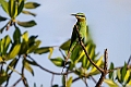 Blue-cheeked Beeater.20240119-_DSC6668