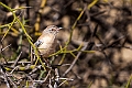 Cricket Warbler.20240105-_DSC4420