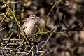 Cricket Warbler.20240105-_DSC4428