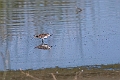 Dværgryle.20240108-_DSC4893