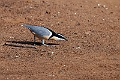 Egyptian Plover.20240116-_DSC5738