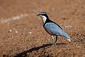 Egyptian Plover.20240116-_DSC5814