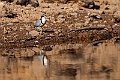 Egyptian Plover.20240116-_DSC5885