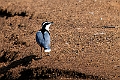 Egyptian plover.20240116-_DSC5730