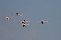 Flamingo.20240108-_DSC4956