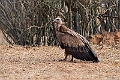 Gåsegrib.20240110-_DSC4987