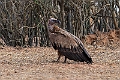 Gåsegrib.20240110-_DSC4997