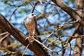 Gabar Sparrowhawk.20240106-_DSC4552