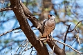 Gabar Sparrowhawk.20240106-_DSC4566