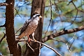 Gabar Sparrowhawk.20240106-_DSC4587