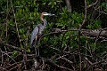 Goliath Heron.20240119-_DSC6533