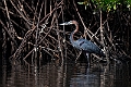 Goliath Heron.20240119-_DSC6572