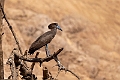 Hammerkop.20240117-_DSC6271