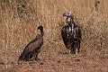 Lappet-faced and White-backed.20240110-_DSC5039