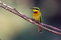 Little Beeater.20240116-_DSC5831