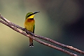 Little Beeater.20240116-_DSC5841