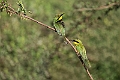 Little Green Beeater.20240117-_DSC6181