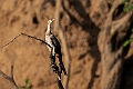 Long-tailed Cormorant.20240116-_DSC6045
