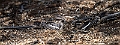 Long-tailed Nightjar.20240105-_DSC4485