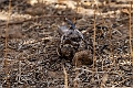 Long-tailed Nightjar.20240105-_DSC4490