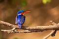 Malachite Kingfisher.20240117-_DSC6091