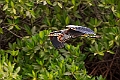 Purperhejre.20240121-_DSC6755