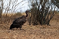 Rüpells Vulture.20240110-_DSC4993