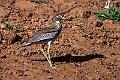 SEnegal Thick-knee.20240116-_DSC5685