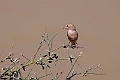 Sahel Bush Sparrow.20240106-_DSC4623