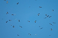 Scissor-tailed Kite.20240111-_DSC5215