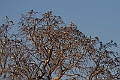 Scissor-tailed Kite.20240111-_DSC5283