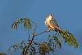 Scissor-tailed Kite.20240111-_DSC5328