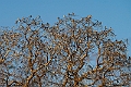 Scissor-tailed Kite.20240111-_DSC5367