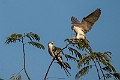 Scissor-tailed Kite.20240111-_DSC5506