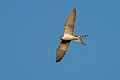 Scissor-tailed Kite.20240111-_DSC5605