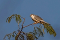 Scisssor-tailed Kite.20240111-_DSC5314