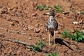 Senegal Thick-Knee20240116-_DSC5666