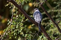 Shikra.20240117-_DSC6118