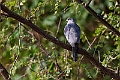 Shrikra.20240117-_DSC6097