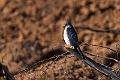 Shrikra20240117-_DSC6176