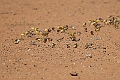 Sudan Golde Sparrow.20240106-_DSC4524