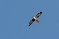Vandrefalk.20240120-_DSC6692