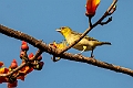 Village Weaver.20240120-_DSC6683