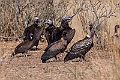 Vultures.20240110-_DSC5015