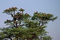 Vultures.20240110-_DSC5052