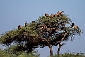 Vultures.20240110-_DSC5053