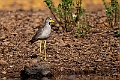 Wattled Lapwing.20240116-_DSC5703
