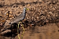 Wattled Lapwing.20240116-_DSC5858