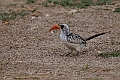 Western Re-billed Hornbill-20240108-_DSC4981