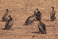 White-backed Vulture.20240110-_DSC5033